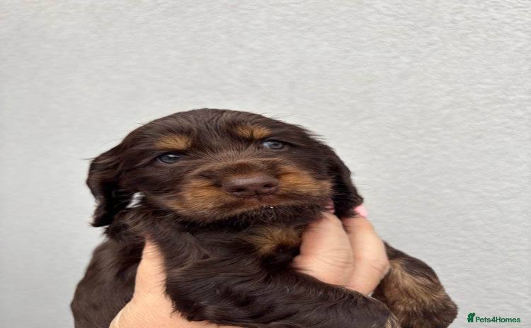 Cocker Spaniel dogs - Advert 8
