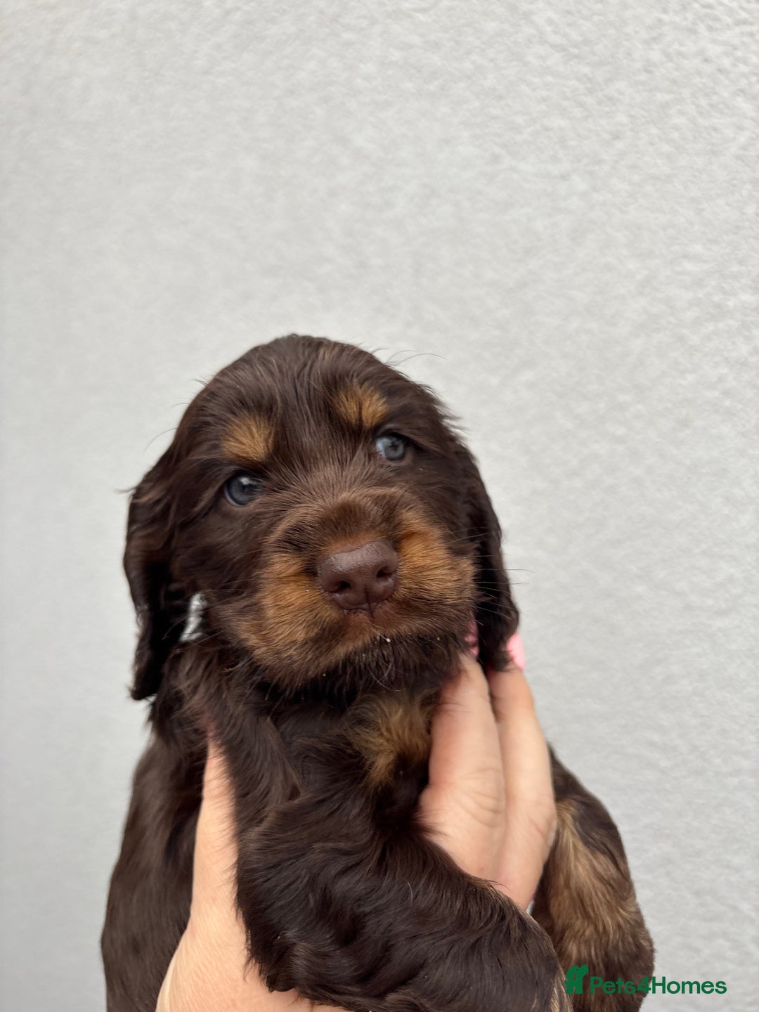 Cocker Spaniel dogs for sale: beautiful KC show cocker spaniel puppies  - Image 6