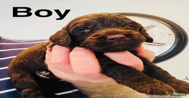 Cockapoo dogs - Advert 14