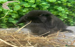 Mini Lop rabbits for sale: Gorgeous Pure Bred Mini Lop Ready To Leave  - Image 4