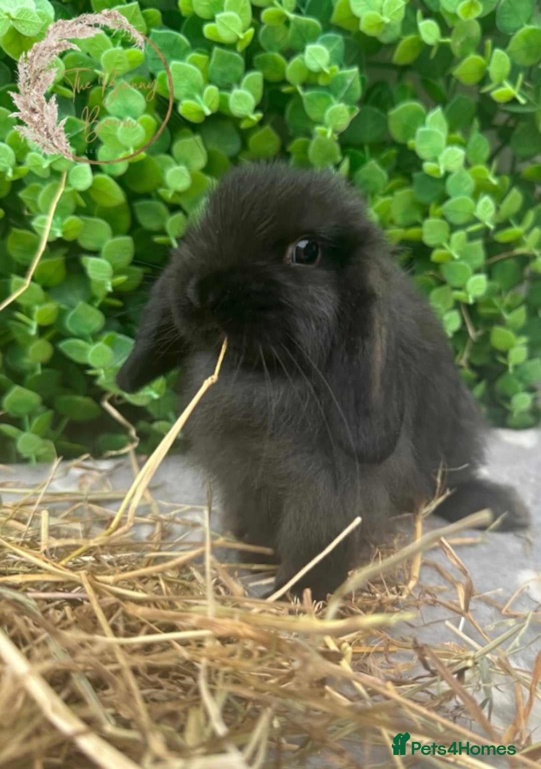 Mini Lop rabbits for sale: Gorgeous Pure Bred Mini Lop Ready To Leave  - Image 4
