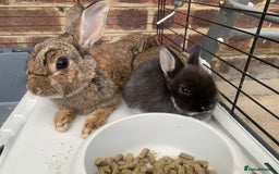 Netherland Dwarf rabbits for sale: Gorgeous Netherland Dwarf Rabbits - Available now - Image 5
