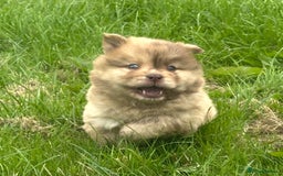 Chow Chow dogs for sale: Exotic colour chowsky puppies for sale  - Image 2