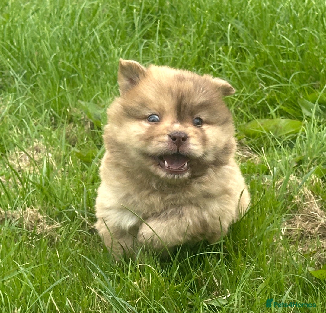 Chow Chow dogs for sale: Exotic colour chowsky puppies for sale  - Image 2