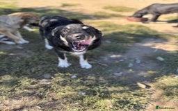 Mixed Breed dogs for adoption: GIZMO - a Lovely young boy for a Loving Home - Image 7