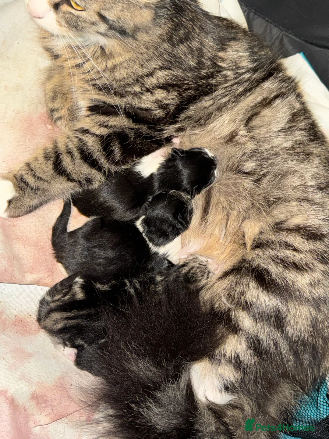 Mixed Breed cats for sale: Black and white kittens  in Bradford - Advert 2