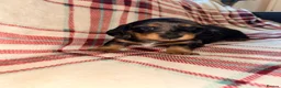 Dachshund dogs for sale: Quality Dachunds - Advert 32