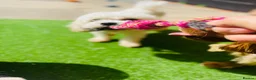 Cavapoochon dogs for sale: Exceptional Extensively health tested cavapoochon - Advert 24