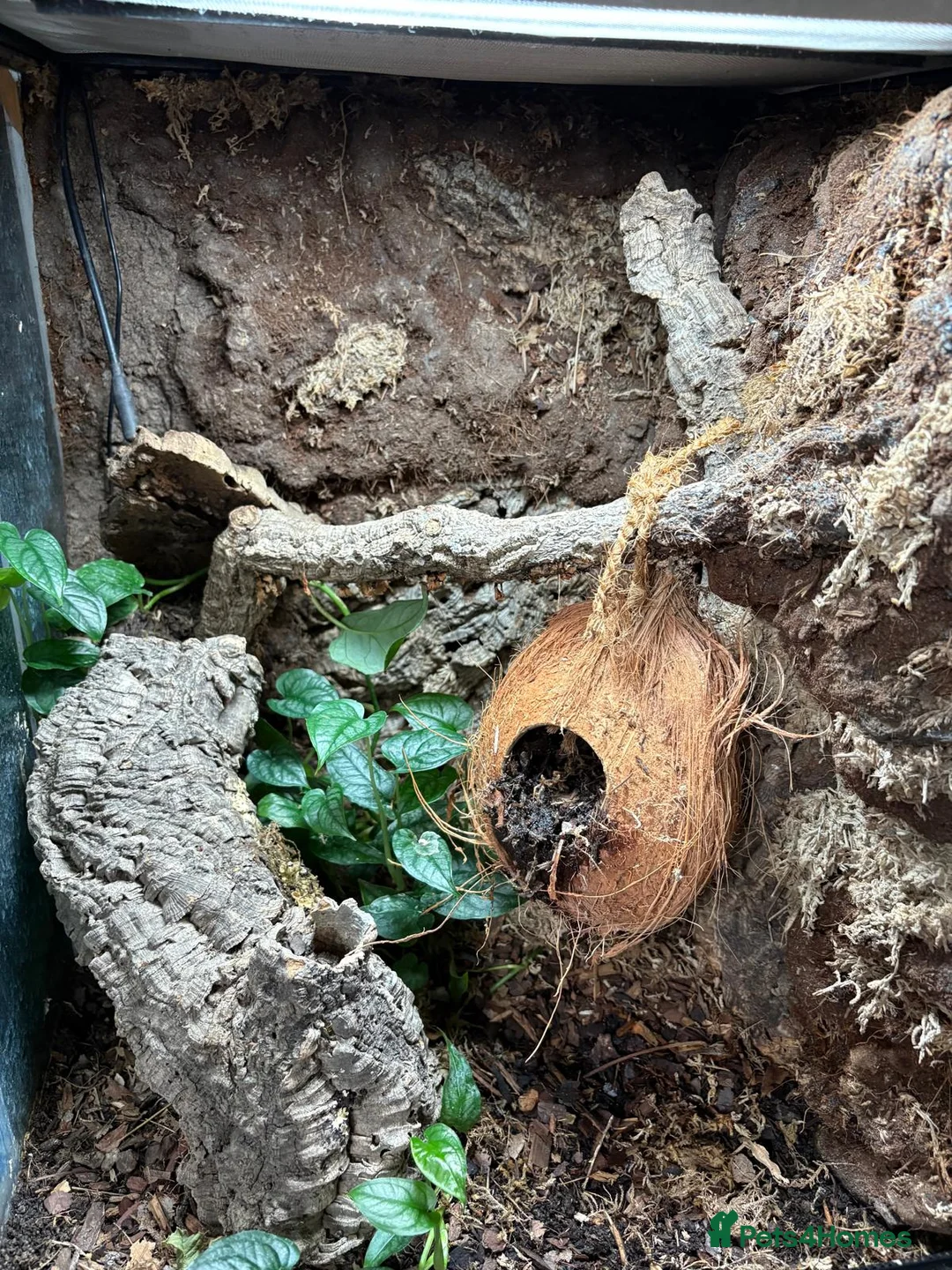 Gecko reptiles for sale: Draxx in Herne Bay - Advert 2