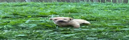 Labrador Retriever dogs for sale: Beautiful Labrador Puppies Ready for Loving Homes - Advert 29