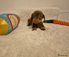 Miniature Dachshund dogs - Advert 1