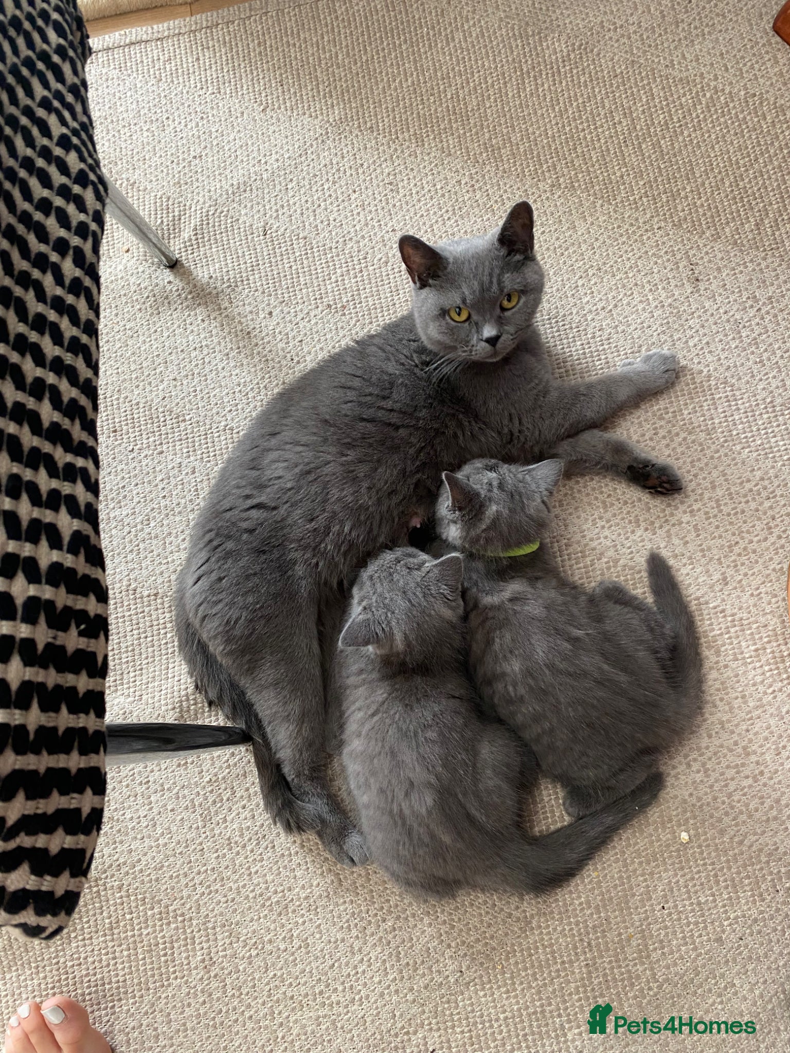 British Shorthair cats British shorthair kittens  - Advert 1
