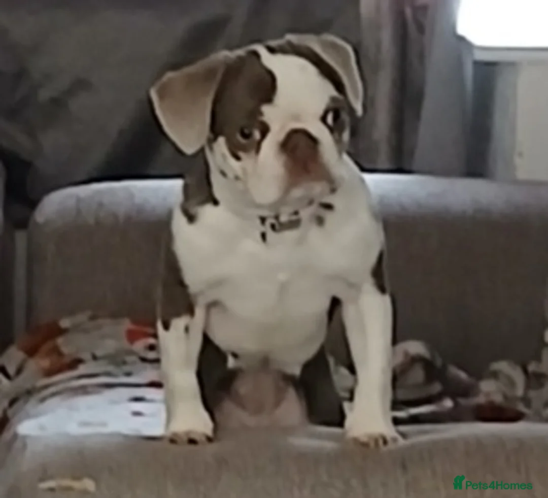 Pug dogs for sale: Pug 4 month old puppy  - Advert 1