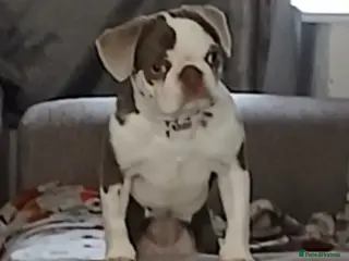 Pug dogs Pug 4 month old puppy - Advert 12