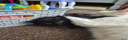 Mixed Breed cats for sale: 5 little kittens - Advert 3