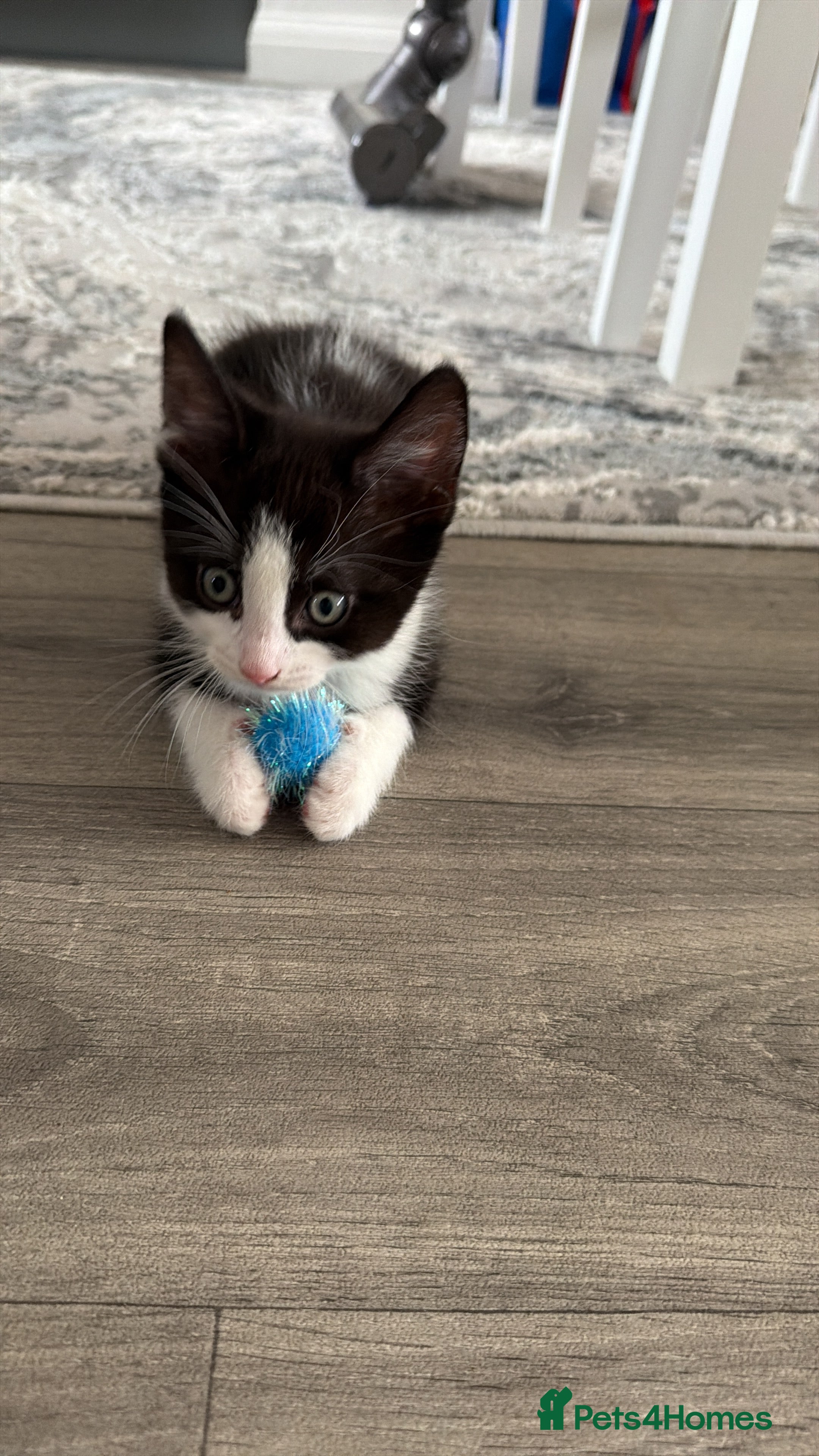 Mixed Breed cats Last boy black and white ragdoll sphinx mix - Advert 1