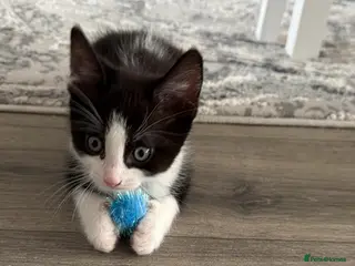 Mixed Breed cats Last boy black and white ragdoll sphinx mix - Advert 1