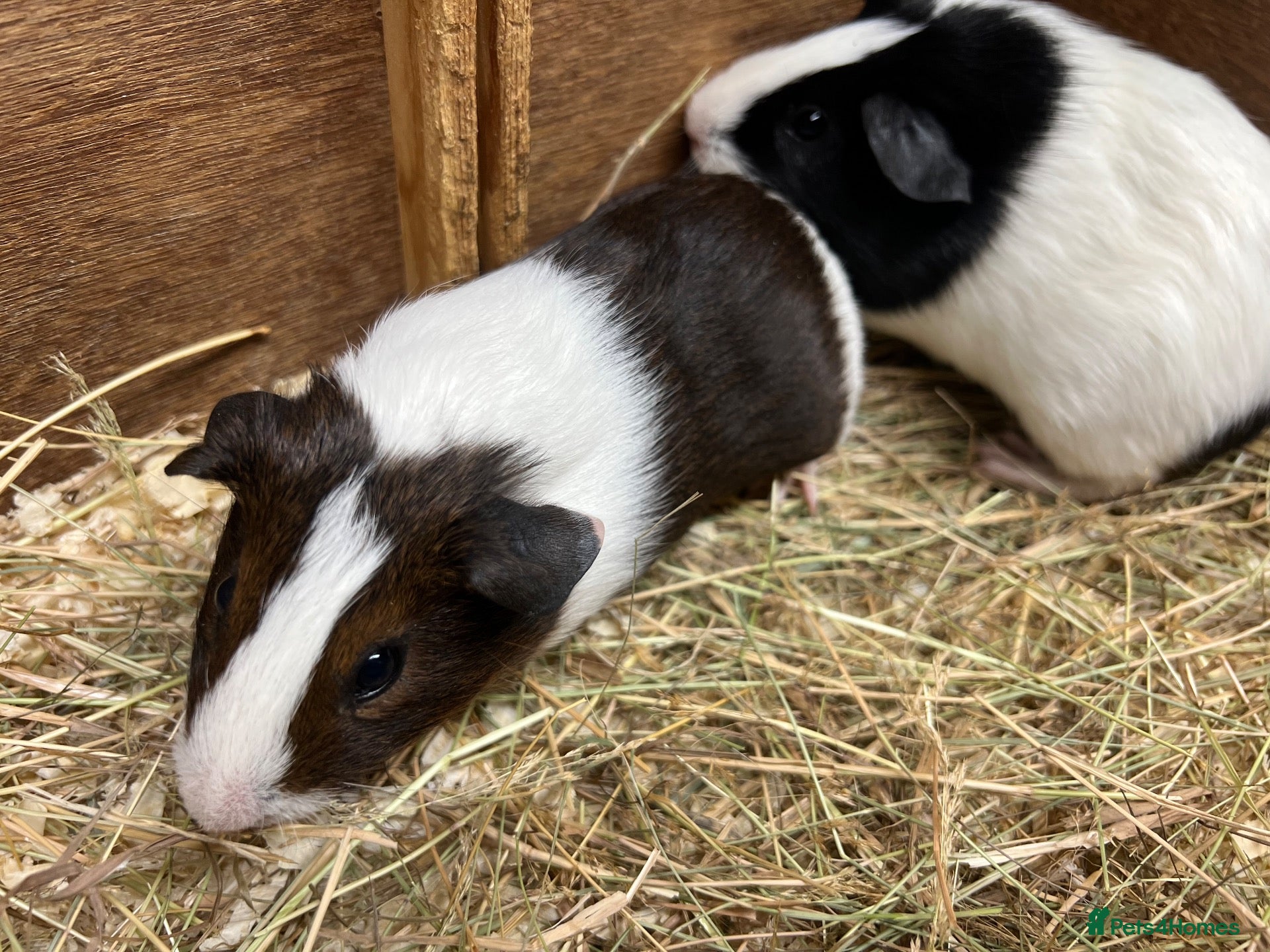 Guinea Pig rodents Female - sow Dutch guinea pigs - Advert 1