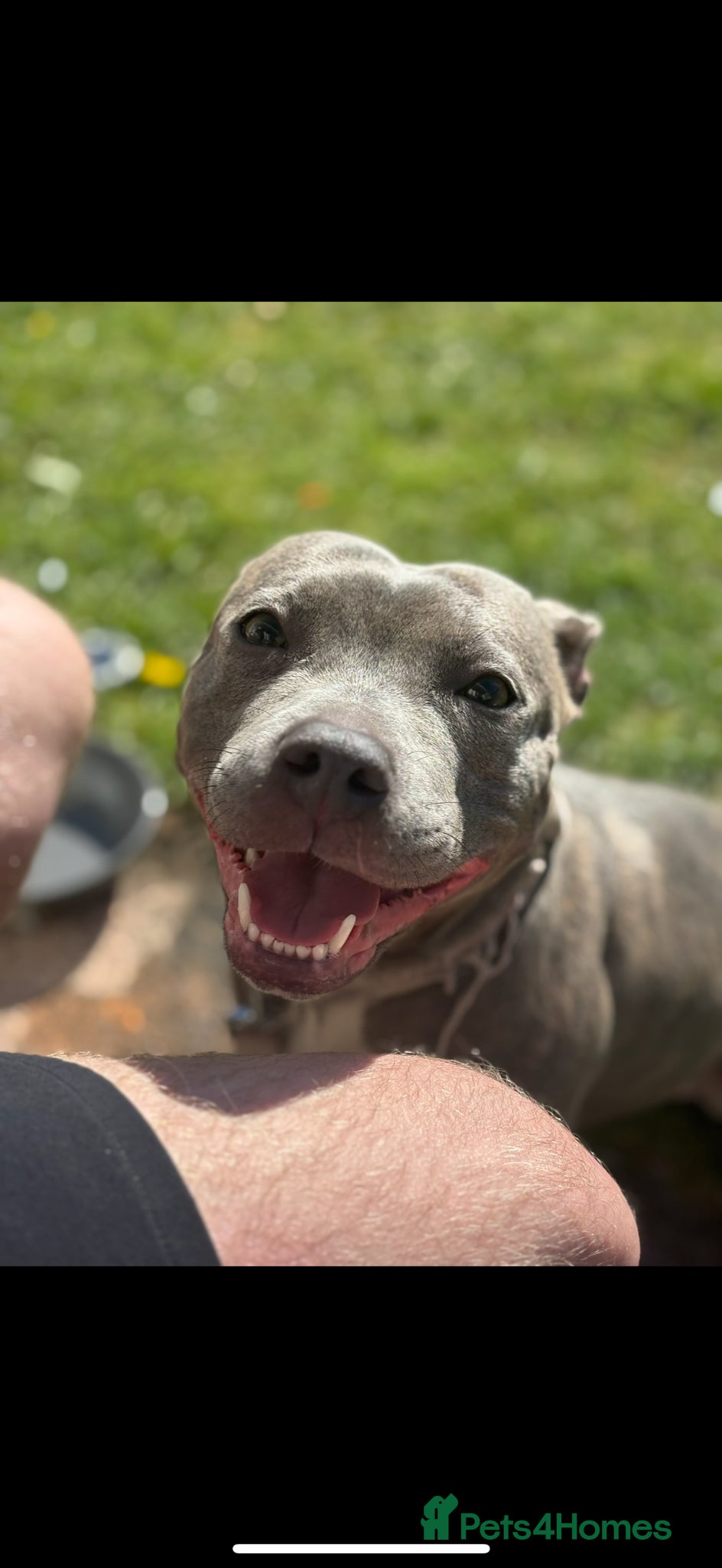 Staffordshire Bull Terrier dogs Rehome my staffy  - Advert 10