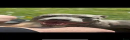 Staffordshire Bull Terrier dogs for sale: Rehome my staffy  in Glasgow - Advert 1