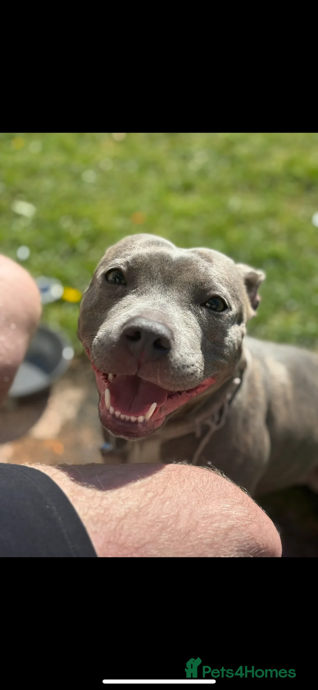 Staffordshire Bull Terrier dogs for sale: Rehome my staffy  in Glasgow - Advert 1