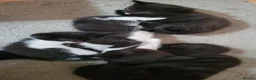 Domestic Shorthair cats for sale: Ready to Fly the Nest  - Advert 10