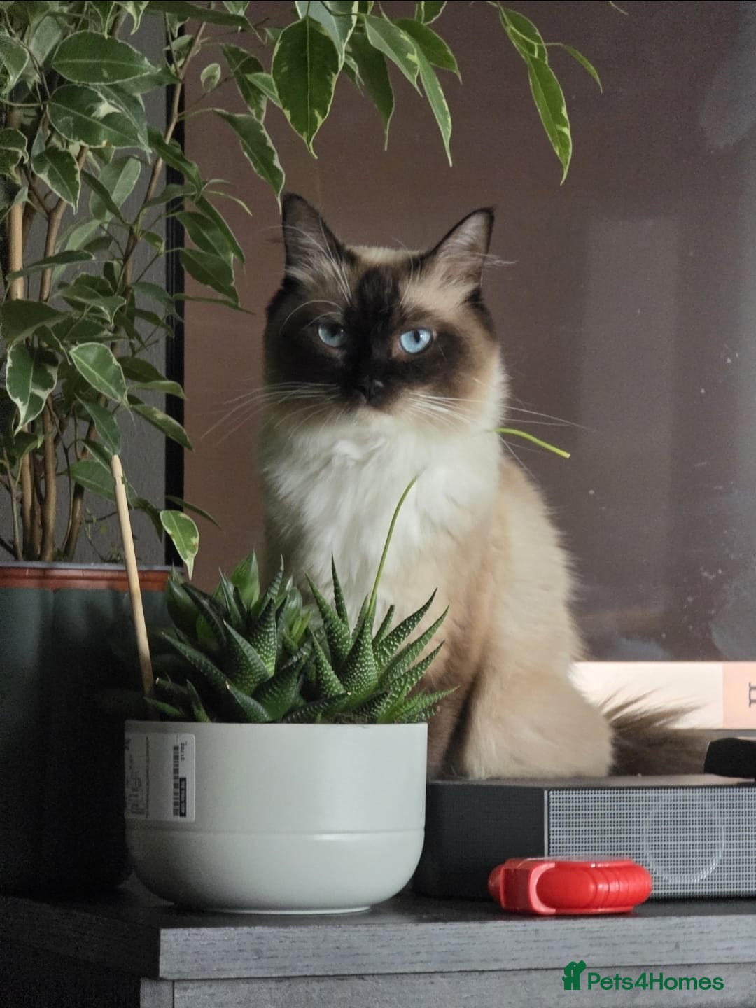 Ragdoll cats for sale: Pure Ragdoll Kittens  - Advert 21