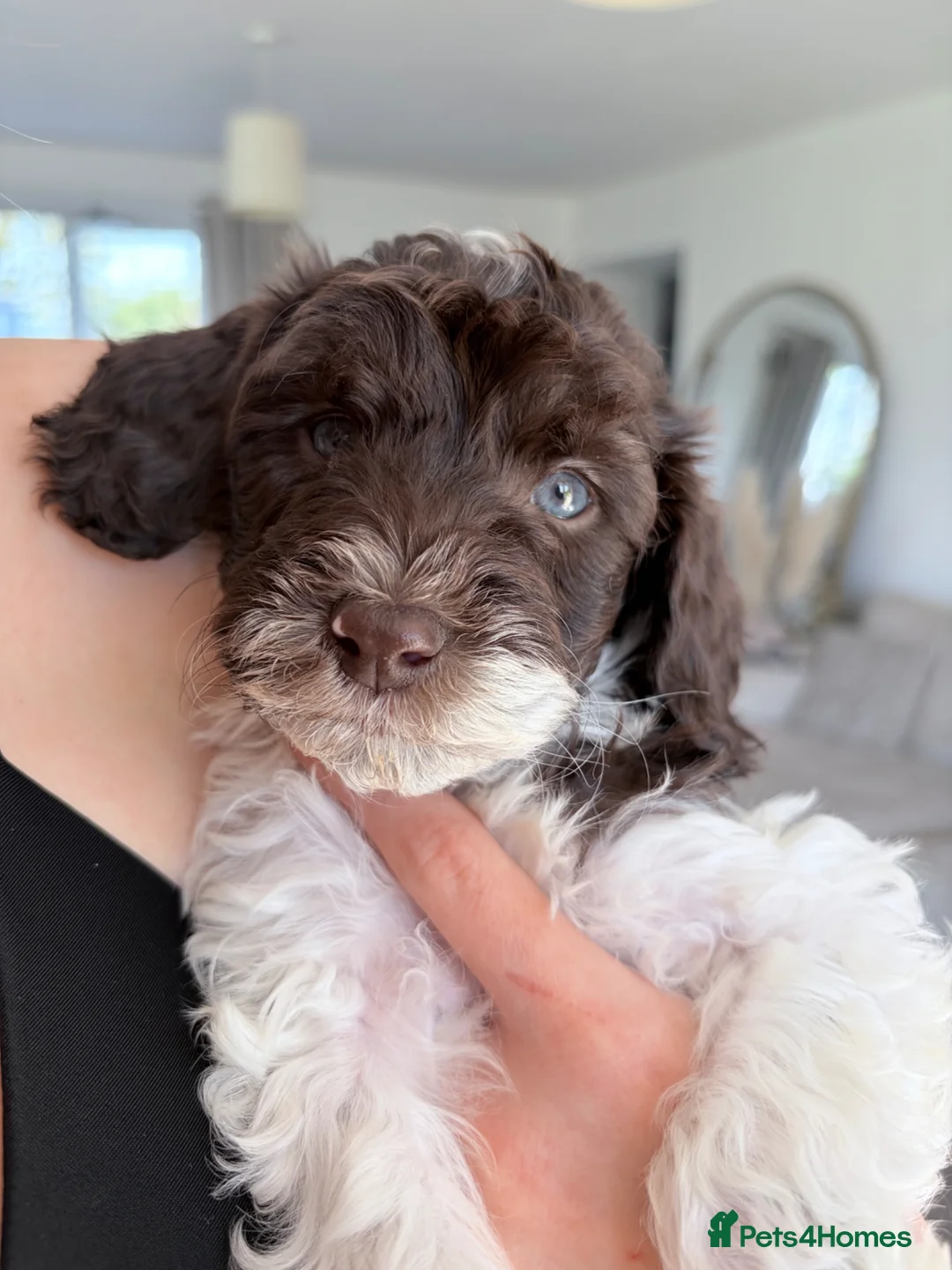 Sproodle dogs for sale: 7 Beautiful Sproodle Puppies - Advert 2