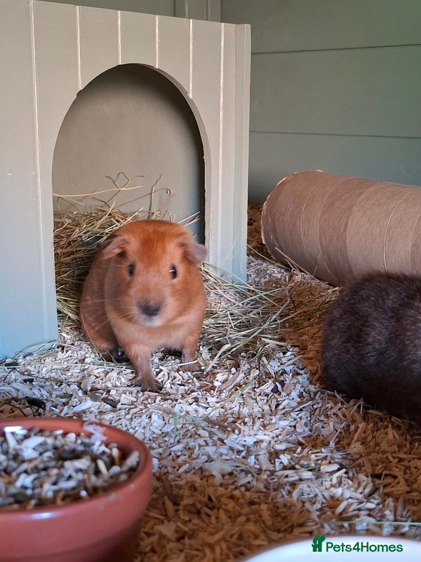 Guinea Pig rodents cali boar & teddy boar baby Guinea Pigs - Advert 17