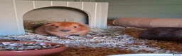 Guinea Pig rodents for sale: cali boar & teddy boar baby Guinea Pigs - Advert 3
