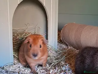 Guinea Pig rodents cali boar & teddy boar baby Guinea Pigs - Advert 17