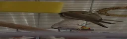 Cockatiels birds for sale: 13 week old cockatiel hand reared  - Advert 4