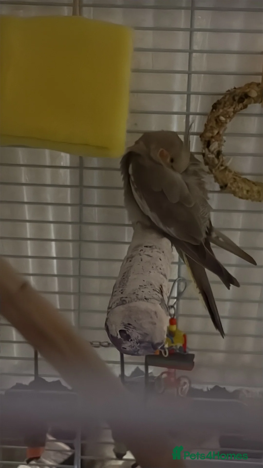 Cockatiels birds for sale: 13 week old cockatiel hand reared  - Advert 4