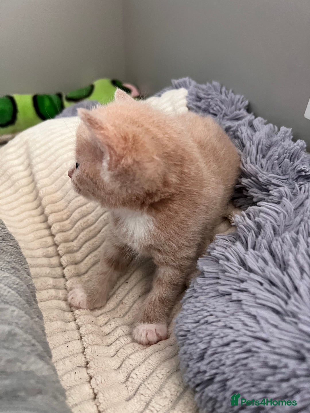 Mixed Breed cats for sale: Kittens for Sale £185 - Image 11
