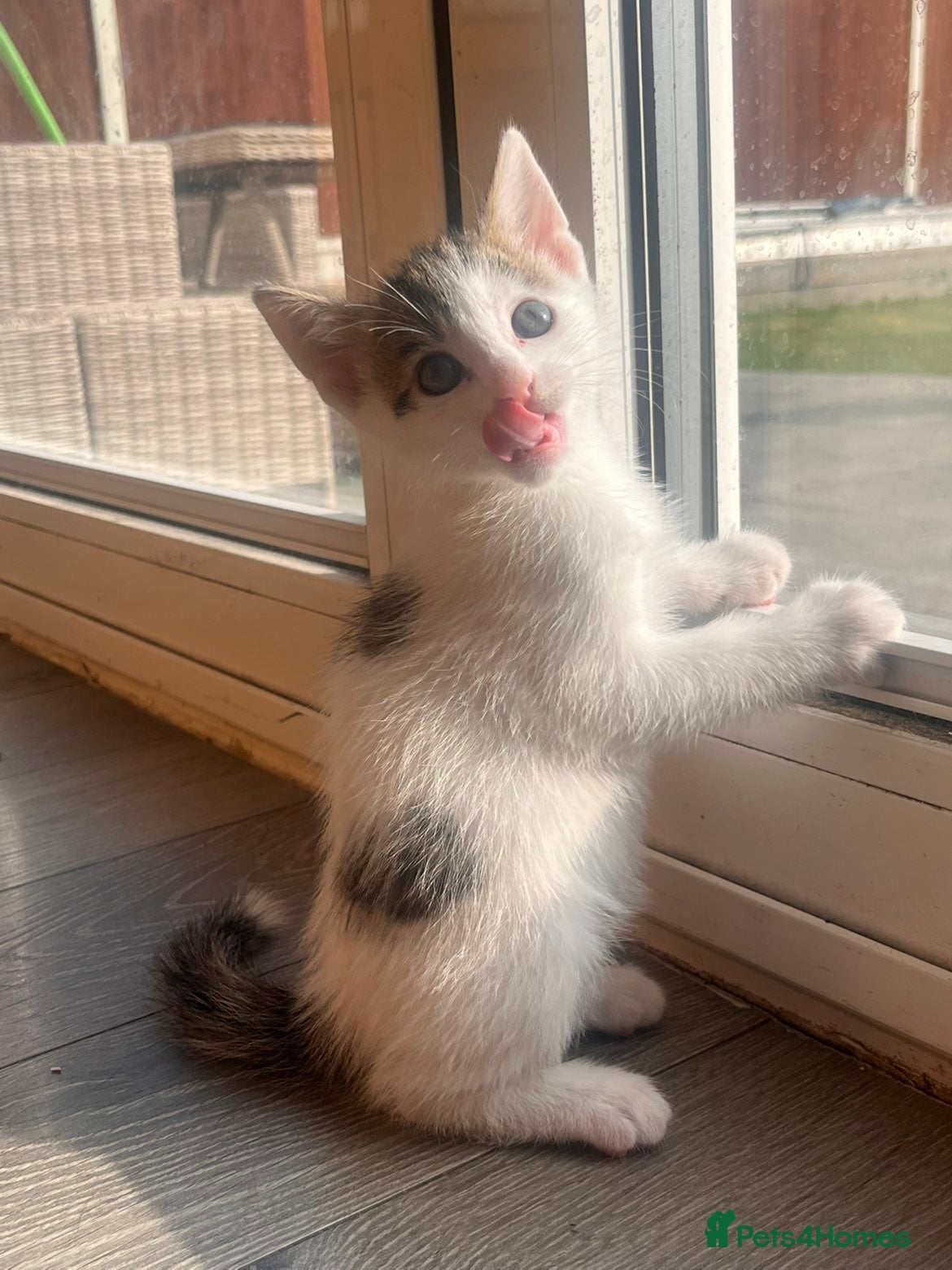 Mixed Breed cats 1 little boy kitten remaining - Advert 1