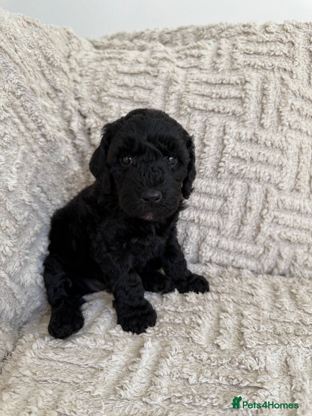 Cockapoo dogs for sale: Stunning F1B Merle Cockapoo Puppies!!!! - Image 26