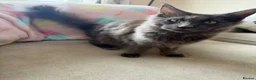 Maine Coon cats for sale: chunky tica Maine coons (active/pet)  - Advert 5