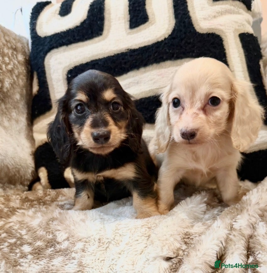 Miniature Dachshund dogs Kanninchen size long Coat Dachshund Puppies - Advert 2