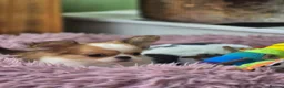 Chihuahua dogs for sale: Amazing Longcoat Apple head Chihuahua Puppies - Advert 4