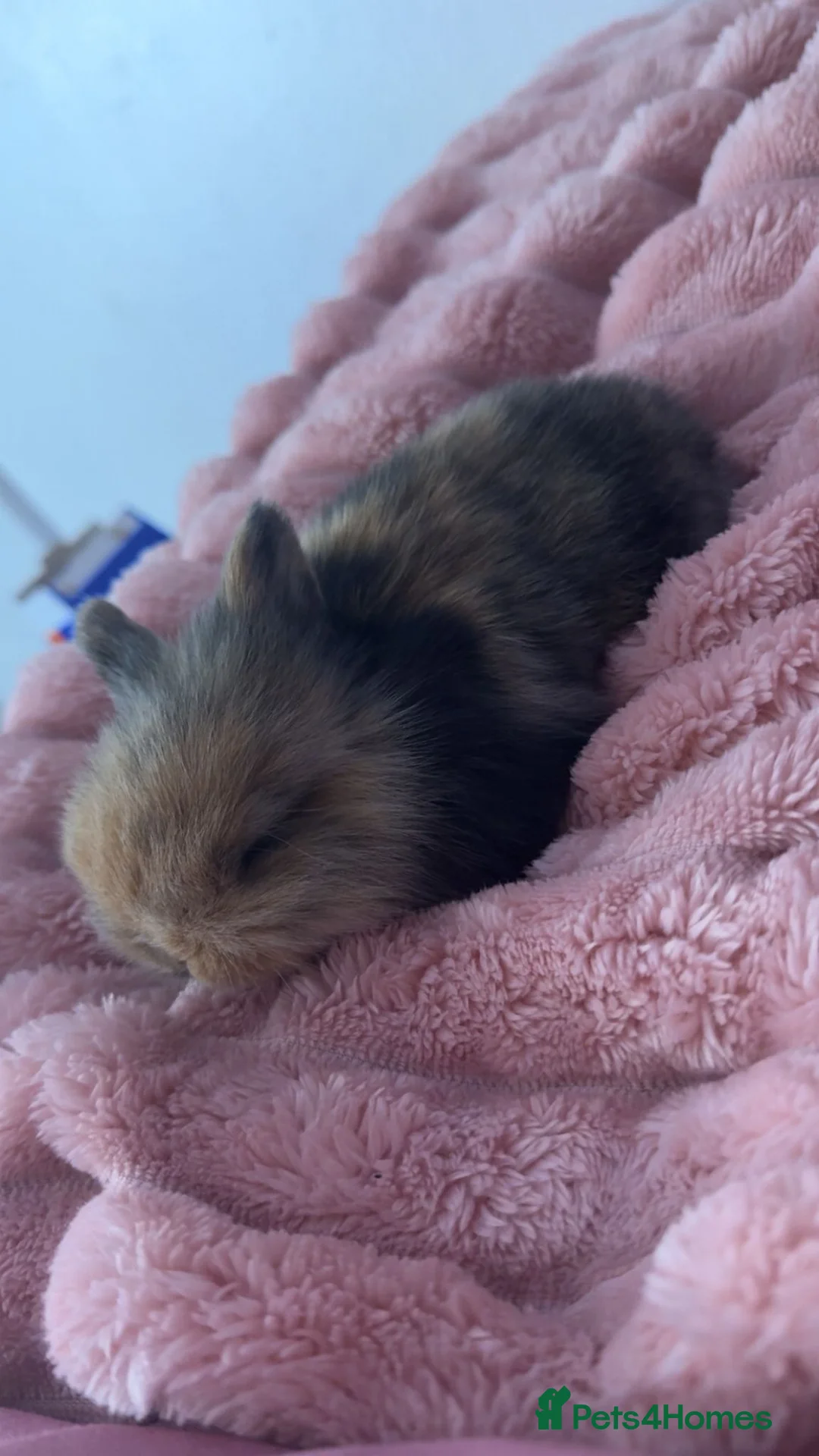 Mini Lion Lop rabbits for sale: Mini lion lop - Advert 1