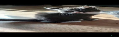 Domestic Shorthair 2