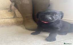 Labrador Retriever dogs for sale: KC Registered working Labrador puppies - Image 35