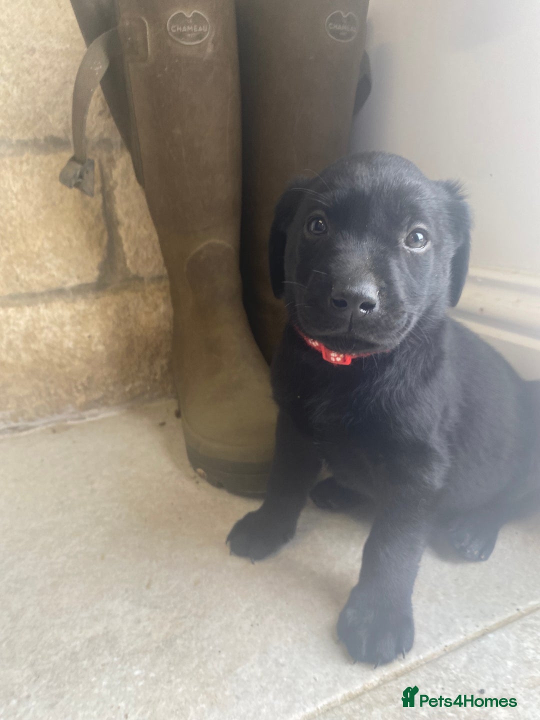 Labrador Retriever dogs for sale: KC Registered working Labrador puppies - Image 35