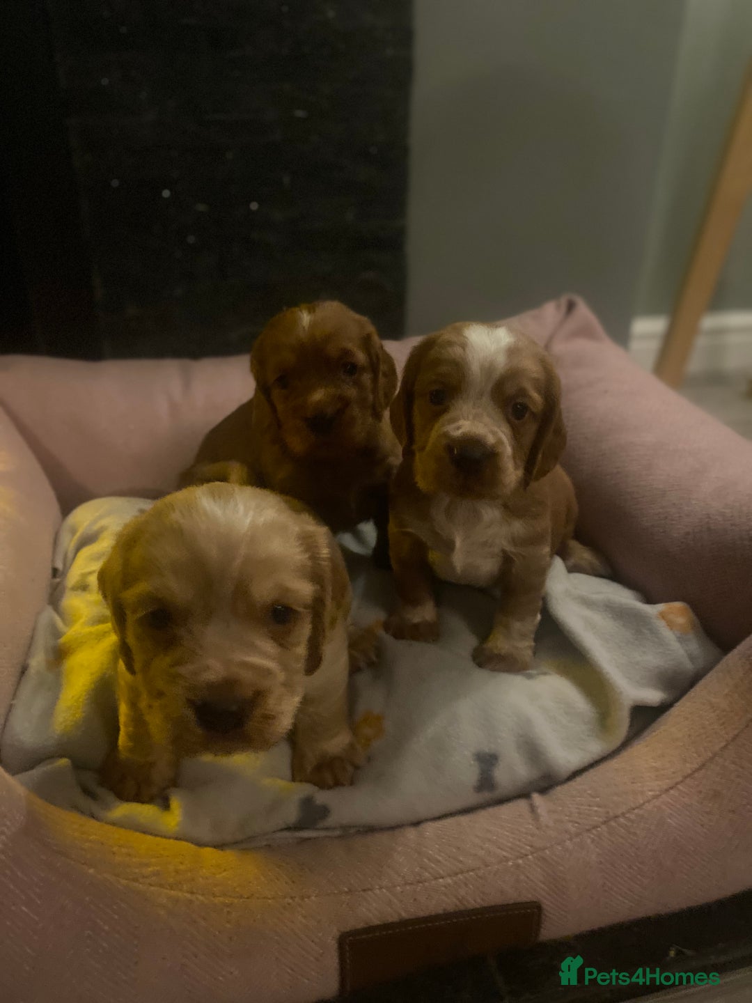 Cocker Spaniel dogs for sale: cocker spaniel puppies - Advert 1