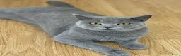British Shorthair cats for sale: British Shorthair kittens Looking for Homes - Advert 7