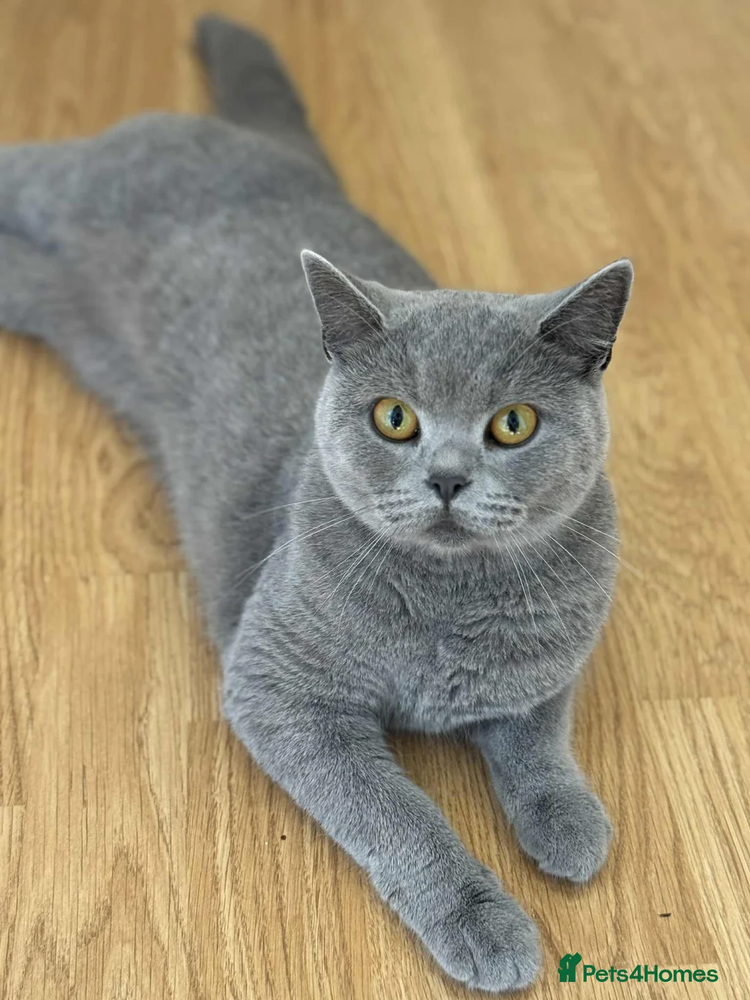 British Shorthair cats for sale: British Shorthair kittens Looking for Homes - Advert 7