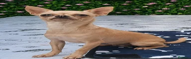 Chihuahua 1