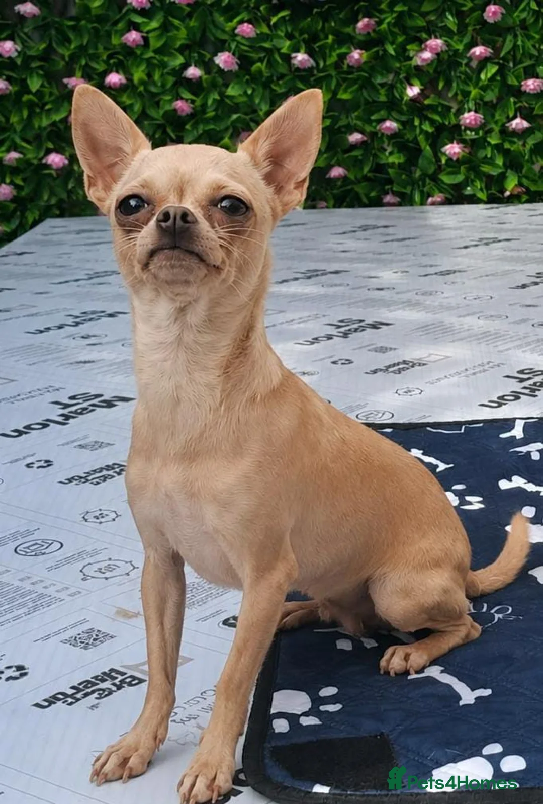 Chihuahua dogs for sale: VERY PETIT FEMALE - Advert 2