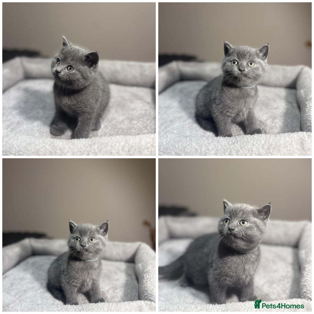 British Shorthair cats for sale: Grey British Shorthair - Advert 4