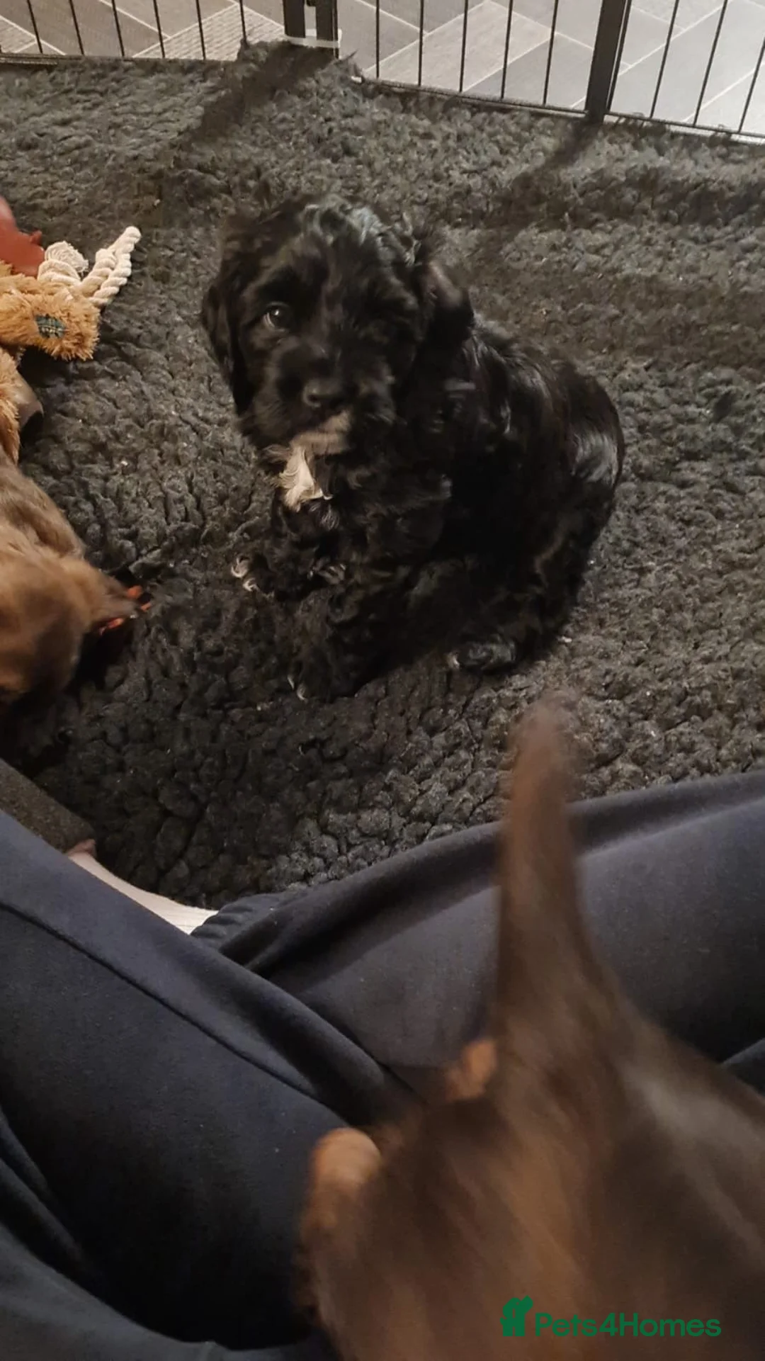 Mixed Breed dogs for sale: F1b Cocker Tzu Puppies - Advert 8